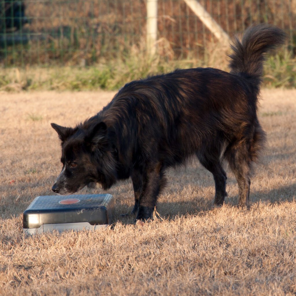 Tesla impegnata in un'attività di ricerca olfattiva in ambiente esterno. Il cane è completamente immerso nella decodifica delle tracce odorose, mostrando la concentrazione e l'appagamento tipico del lavoro di naso.