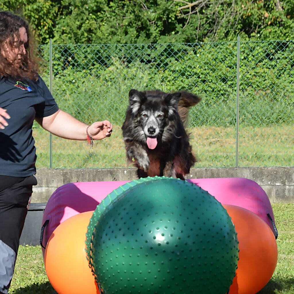 La cagnolina meticcia Tesla è in piedi con espressione fiera e felice, a bocca aperta. Cammina sopra una struttura di grandi palloni gonfiabili colorati da ginnastica (dinamico alto), mentre la sua conduttrice Gloria Levrini le sta accanto sulla sinistra per garantirle supporto e sicurezza.